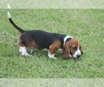 Small #7 Basset Hound