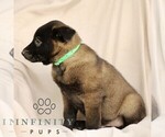 Small #4 Belgian Malinois
