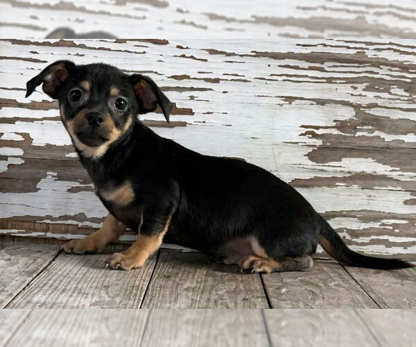 Medium Photo #2 Chihuahua-Unknown Mix Puppy For Sale in PIPE CREEK, TX, USA