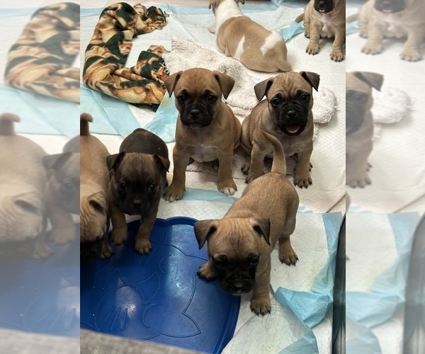 Medium Photo #5 French Bulldog-French Bullhuahua Mix Puppy For Sale in SHEPHERD, MT, USA