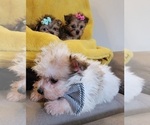 Small Photo #8 Morkie Puppy For Sale in OTTAWA, OH, USA
