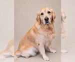 Luna - Female Golden Retriever Dog for Adoption - Small photo