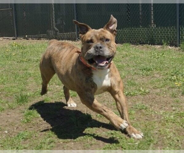 Medium Photo #2 Bull-Boxer Puppy For Sale in Springfield, MA, USA