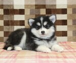 Small #1 Pomsky