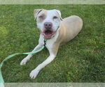 Small American Pit Bull Terrier Mix