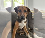 Small #13 Beagle Mix
