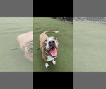 Small Photo #3 American Pit Bull Terrier-Unknown Mix Puppy For Sale in Greensboro, NC, USA