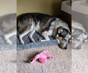 Honeybee - Female Aussie Siberian Dog for Adoption - Photo #2