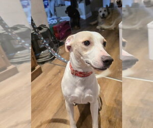 Maybe Girl - Female Labbe Dog for Adoption - Photo #2