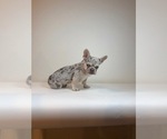 Small #2 French Bulldog
