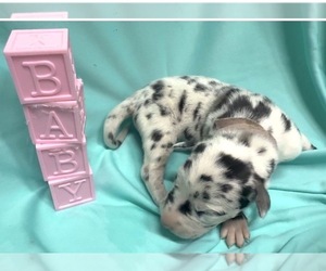 Great Dane Puppy for sale in MARSHVILLE, NC, USA