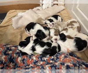 Cavalier King Charles Spaniel Litter for sale in SHELL LAKE, WI, USA
