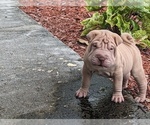 Puppy Puppy 2 Chinese Shar-Pei
