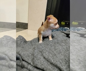 Chihuahua Puppy for sale in ATL, GA, USA