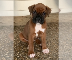 Boxer Puppy for sale in OTWELL, IN, USA