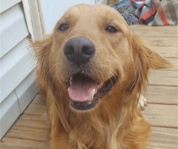 Medium Photo #1 Golden Retriever Puppy For Sale in BLACKBURN, NC, USA