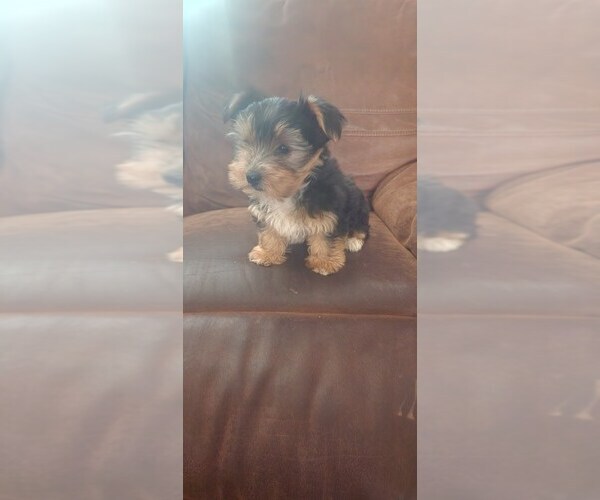 Medium Photo #2 Yorkshire Terrier Puppy For Sale in CO SPGS, CO, USA