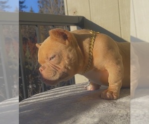 Mother of the American Bully puppies born on 10/22/2025