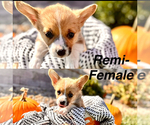 Puppy Remi American Corgi