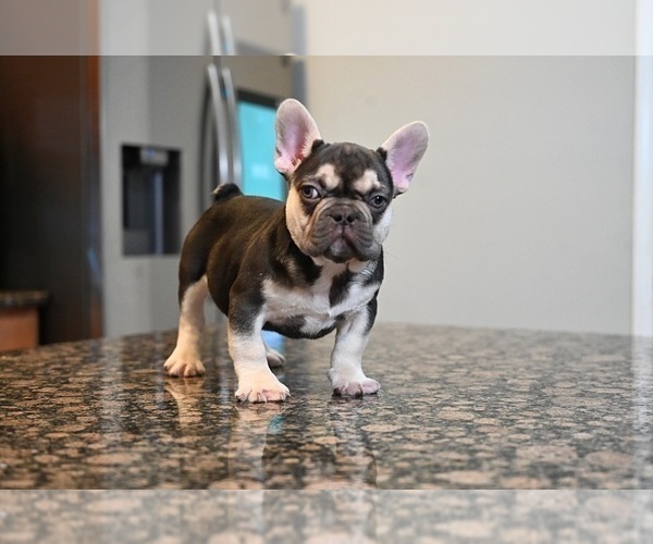 Medium Photo #4 French Bulldog Puppy For Sale in DECATUR, GA, USA