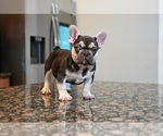 Small #3 French Bulldog