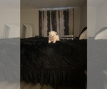 Puppy Bella Maltese