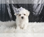 Small #2 Maltese