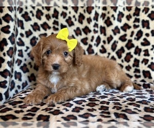Cavapoo Puppy for sale in LAKELAND, FL, USA