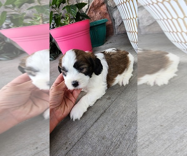 Medium Photo #2 Shih-Poo Puppy For Sale in GREENWOOD, WI, USA