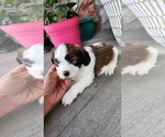 Small #1 Shih-Poo