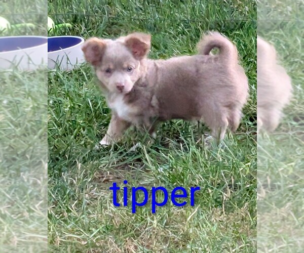 Medium Photo #4 Chihuahua Puppy For Sale in LEBANON, PA, USA