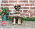 Small Photo #5 Schnauzer (Miniature) Puppy For Sale in SYRACUSE, IN, USA