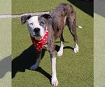 Small Photo #3 Mutt Puppy For Sale in Rockaway, NJ, USA