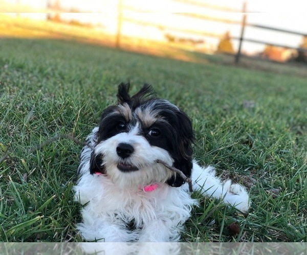 Medium Photo #1 Cavachon Puppy For Sale in LAUREL, MD, USA