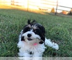 Small Photo #1 Cavachon Puppy For Sale in LAUREL, MD, USA
