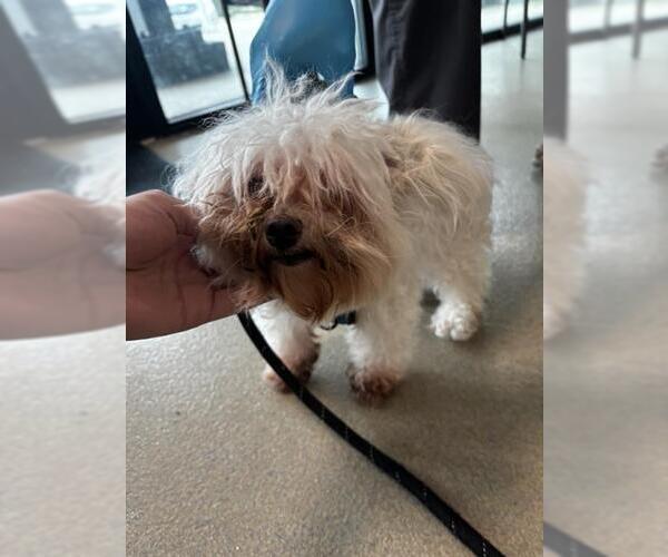 Medium Photo #1 Maltese Puppy For Sale in Fort Lauderdale, FL, USA