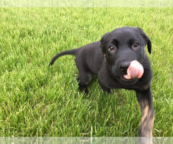 Medium Photo #3 German Shepherd Dog-Unknown Mix Puppy For Sale in Germantown, OH, USA