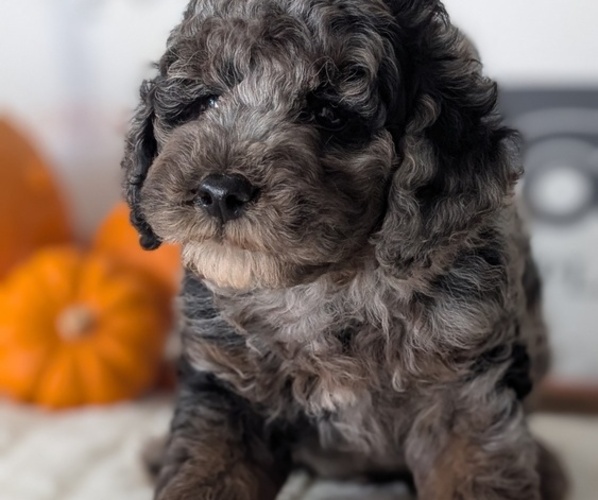 Medium Photo #9 Poodle (Miniature) Puppy For Sale in GOSHEN, IN, USA