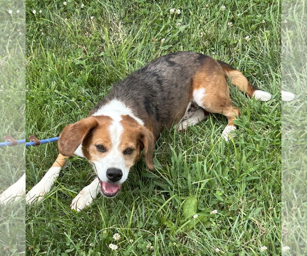 Medium Photo #1 Beagle-Unknown Mix Puppy For Sale in Batavia, OH, USA