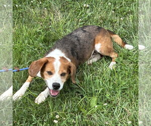 Beagle-Unknown Mix Dogs for adoption in Batavia, OH, USA