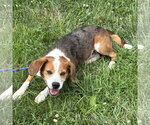Small Beagle Mix