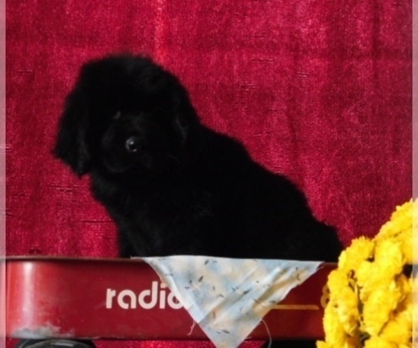 Medium Photo #2 Newfoundland Puppy For Sale in CLARE, MI, USA