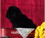 Small Photo #2 Newfoundland Puppy For Sale in CLARE, MI, USA