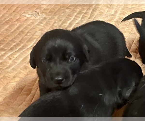 Medium Photo #3 Labrador Retriever Puppy For Sale in KINGSTON, GA, USA