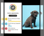 Small #5 American Pit Bull Terrier-German Shepherd Dog Mix