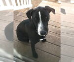 Small #9 Labrador Retriever Mix