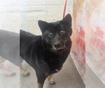 Small German Shepherd Dog-Shiba Inu Mix