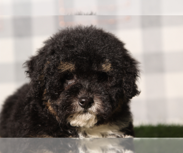 Medium Photo #1 Miniature Bernedoodle Puppy For Sale in MARIETTA, GA, USA