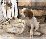Image preview for Ad Listing. Nickname: Daisy