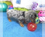 Small Chiweenie